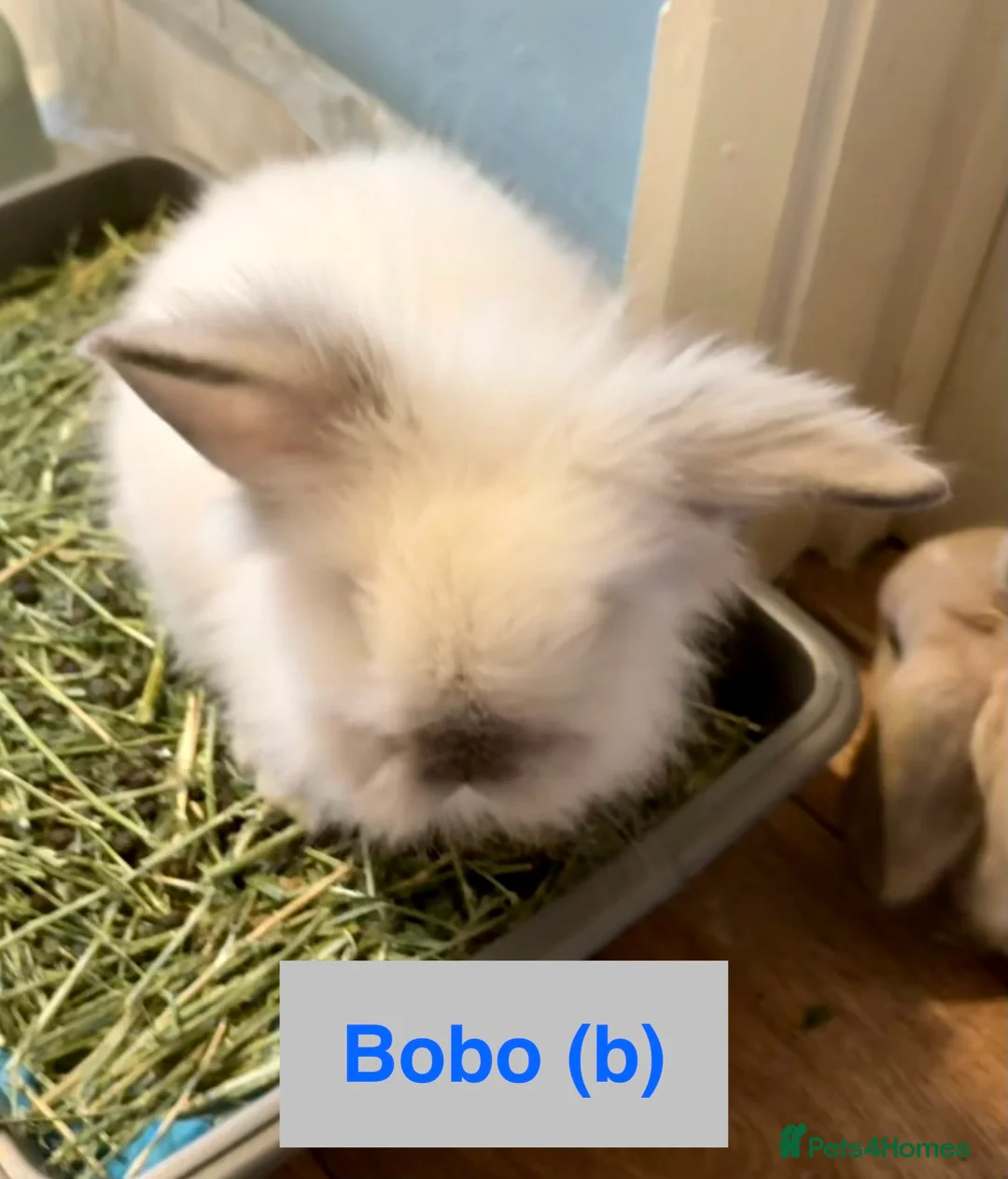 Lionhead rabbits for sale: Double Maned Lionheads Babies - Advert 40