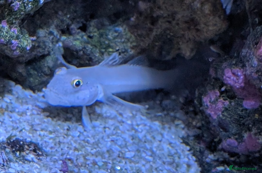 Other/Mixed Breed fish for sale: Fishtank with liverock, equipment, corals, + fish. - Advert 9