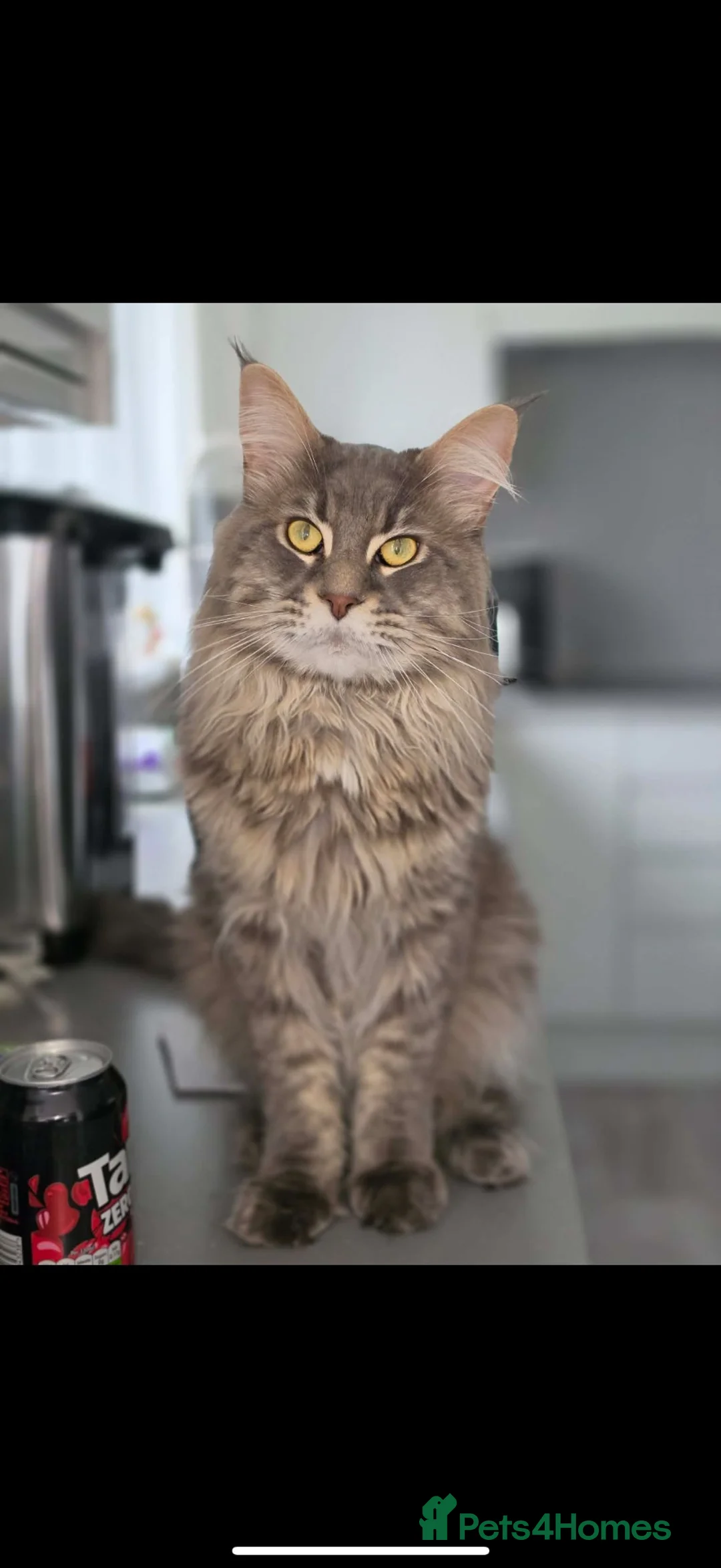 Maine Coon cats for sale: Male Maine Coone - 18 months old  in Willenhall - Advert 1