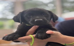 Goldador dogs for sale: Golden retriever x Labrador Retriever puppies - Image 9