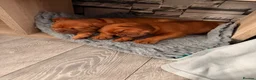 Dogue De Bordeaux dogs for sale: Stunning KC Dogue de Bordeaux Puppies - Advert 9