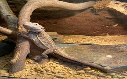Bearded Dragon reptiles for sale: 1 year old female bearded dragon - Image 5