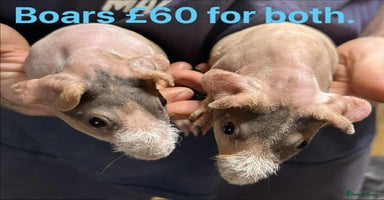 Guinea Pig rodents - Advert 5