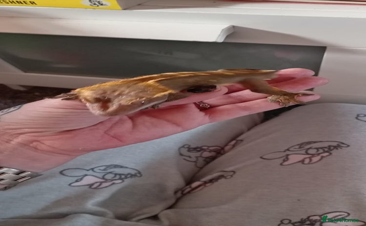 Bearded Dragon reptiles - Advert 6