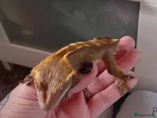 Bearded Dragon reptiles - Advert 1