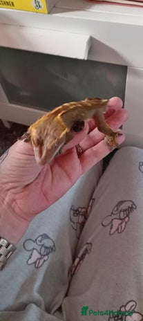 Bearded Dragon reptiles - Advert 6