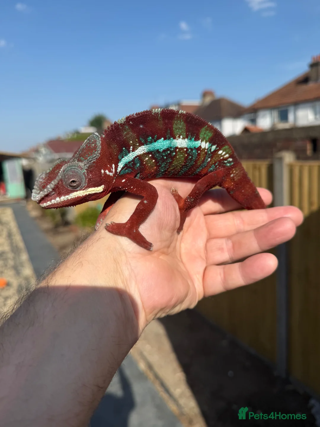 Chameleon reptiles for sale: Ambilobe Panther Chameleon  - Advert 2