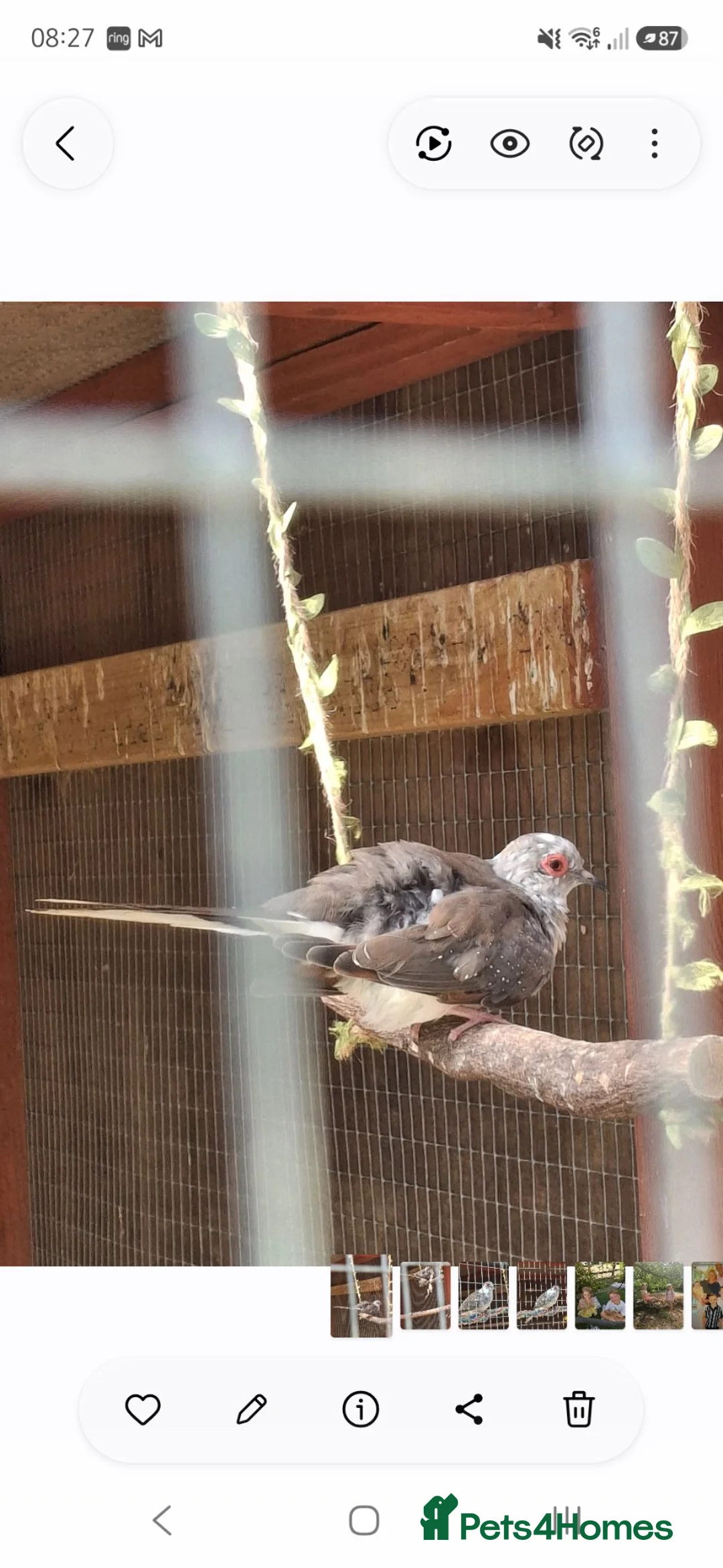 Doves birds for sale: Two baby Pied Doves. - Advert 4