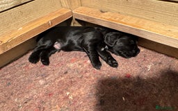 Cocker Spaniel dogs for sale: Gorgeous Cocker spaniel puppies for sale  - Image 11