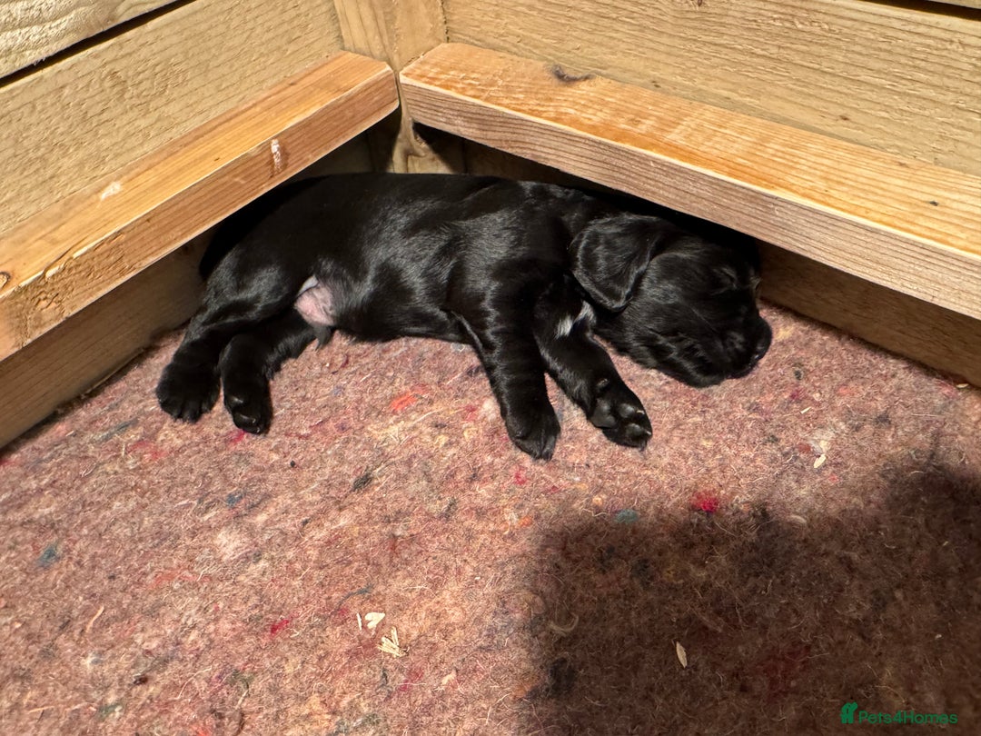 Cocker Spaniel dogs for sale: Gorgeous Cocker spaniel puppies for sale  - Image 11