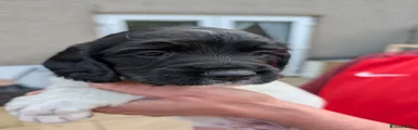 English Springer Spaniel 1