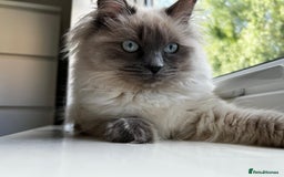 Ragdoll cats for sale: Ragdoll - Image 2