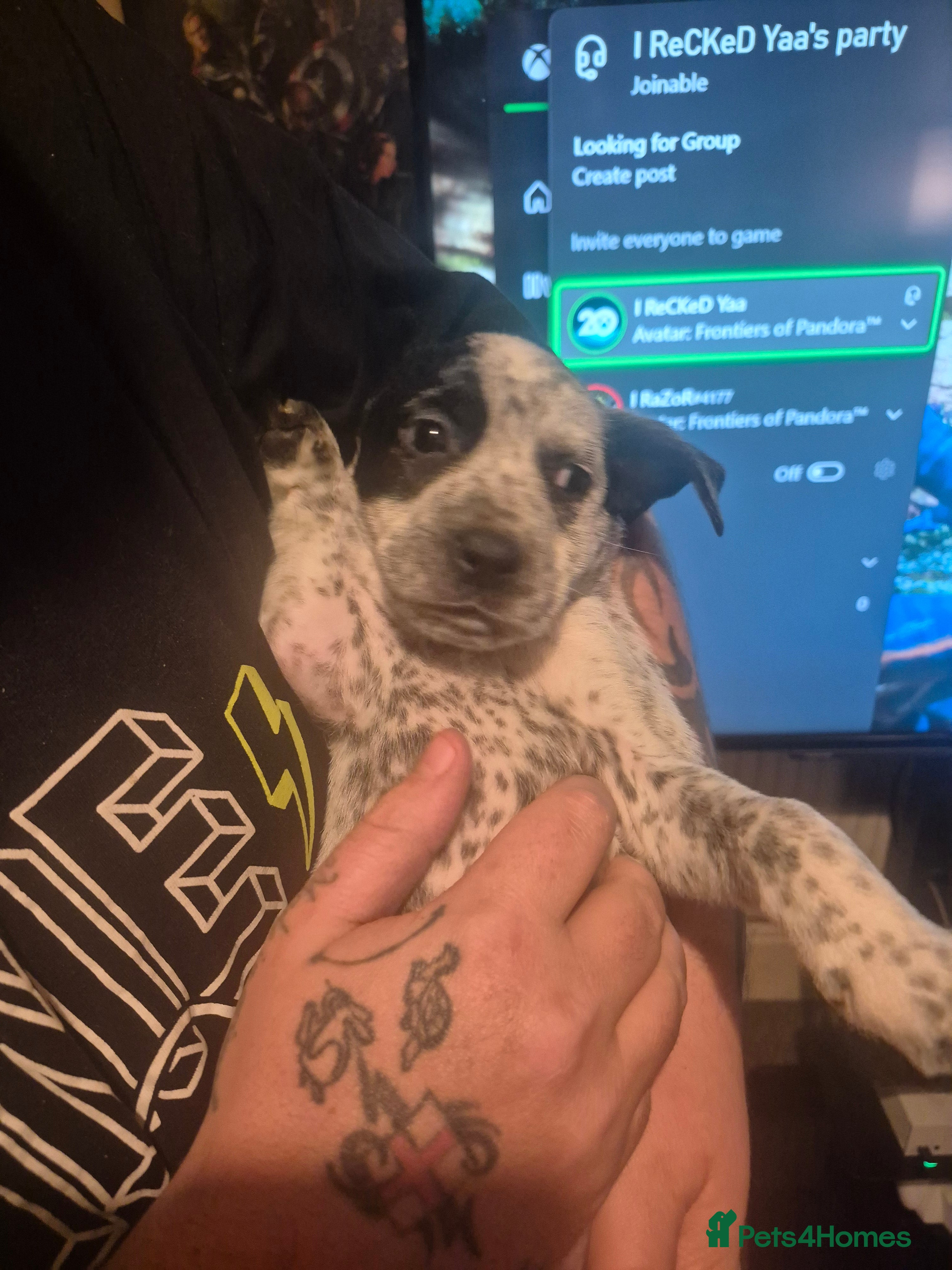 Mixed Breed dogs Mixed breed puppies for sale  - Advert 2