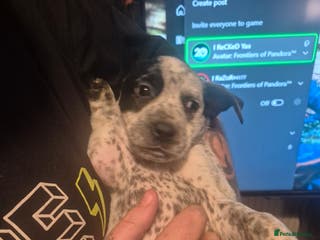 Mixed Breed dogs Mixed breed puppies for sale - Advert 11