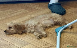Mixed Breed dogs for sale: Adorable Maltipoo x Cockapoo puppies - Image 2