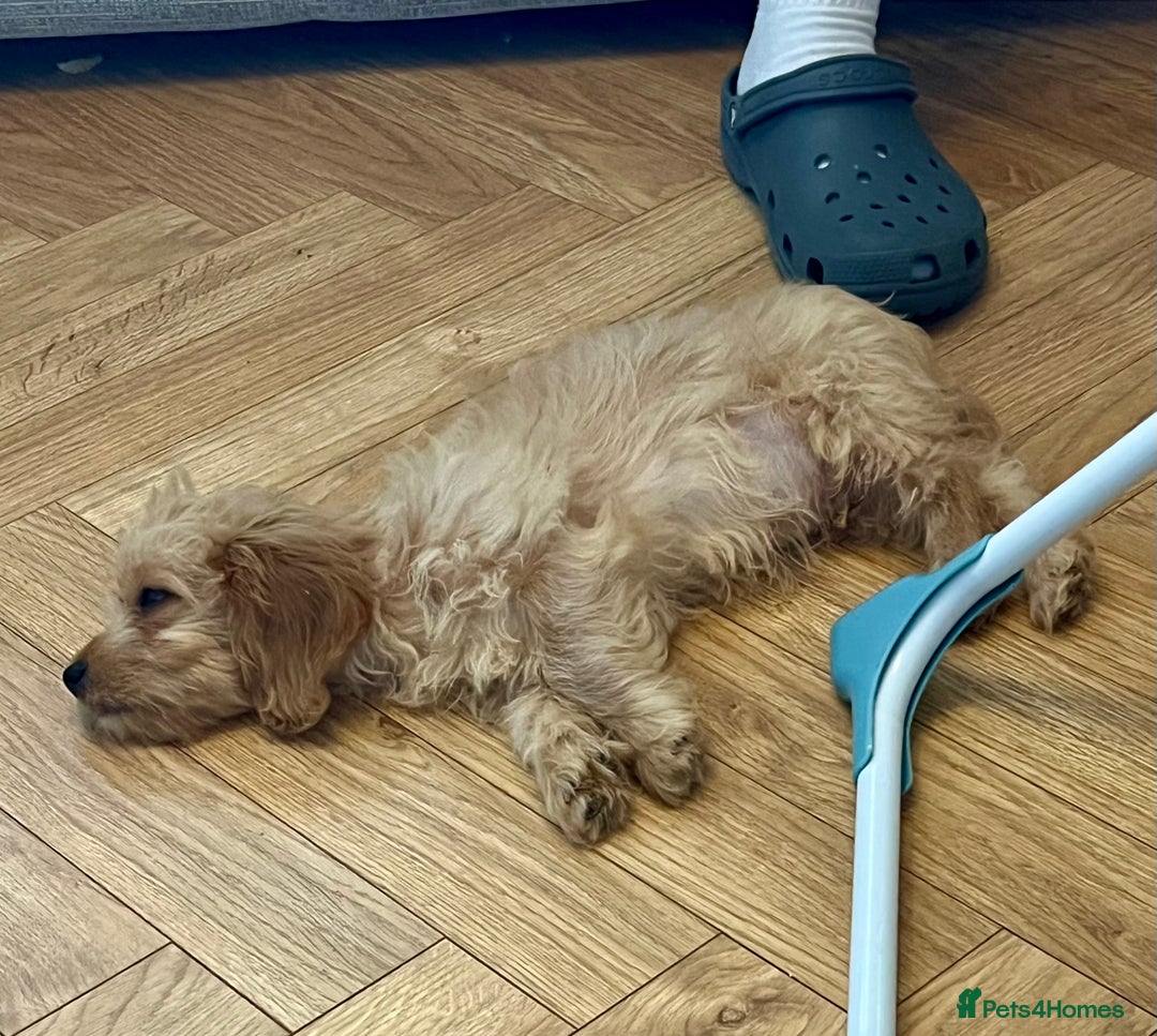 Mixed Breed dogs for sale: Adorable Maltipoo x Cockapoo puppies - Image 2