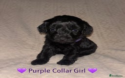 Cavapoo dogs for sale: 🐶 F1 CAVAPOO PUPPIES HEALTH TESTED PARENTS 🐶 - Advert 14