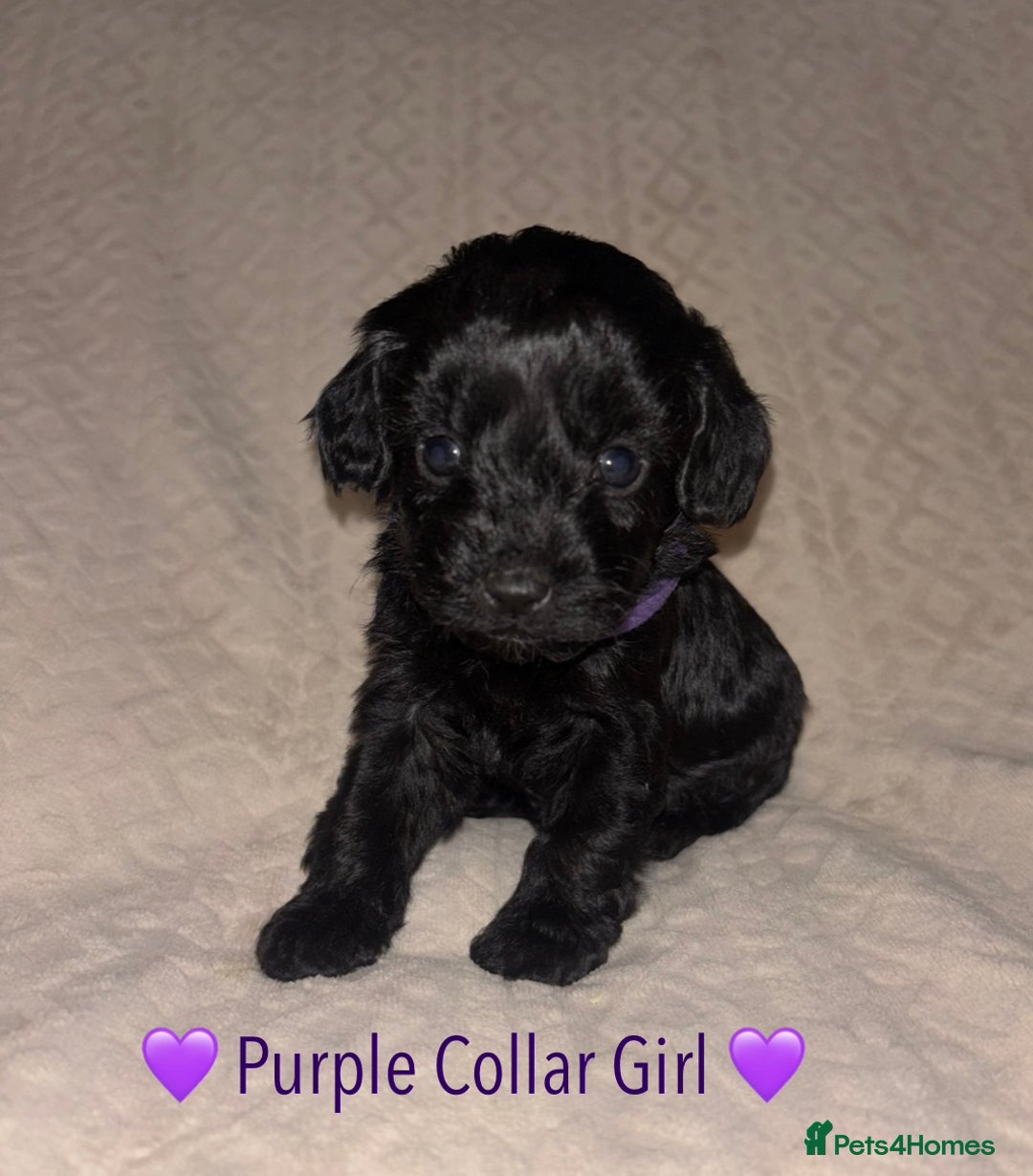 Cavapoo dogs for sale: 🐶 F1 CAVAPOO PUPPIES HEALTH TESTED PARENTS 🐶 - Advert 14