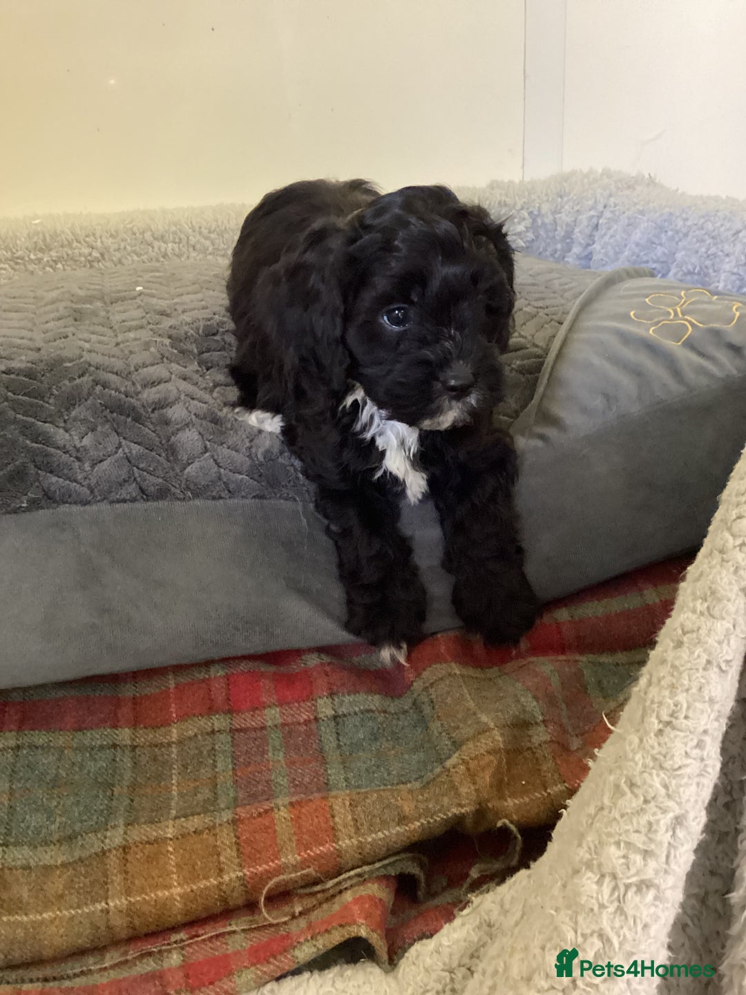 Cavapoo dogs for sale: F1 cavapoo  - Image 4