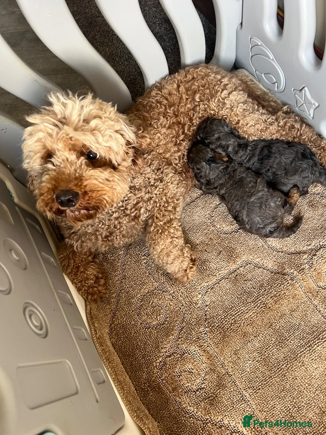 Cavapoo dogs for sale: Miniature cavapoo  - Advert 10