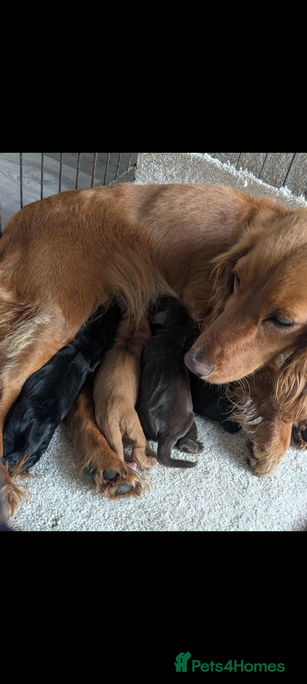 Cocker Spaniel dogs for sale: Beautiful Cocker Spaniel Puppies - Image 7