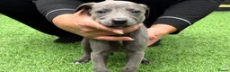 Whippet dogs for sale: Whipets Puppies - Advert 19