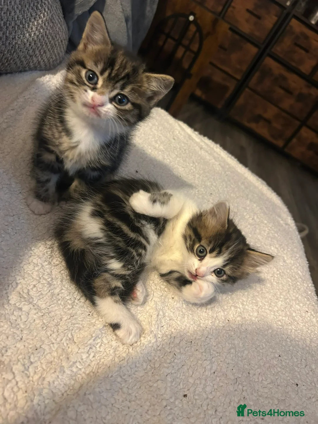 Mixed Breed cats for sale: Two tabby beautiful kittens available Tuesday!  - Advert 5