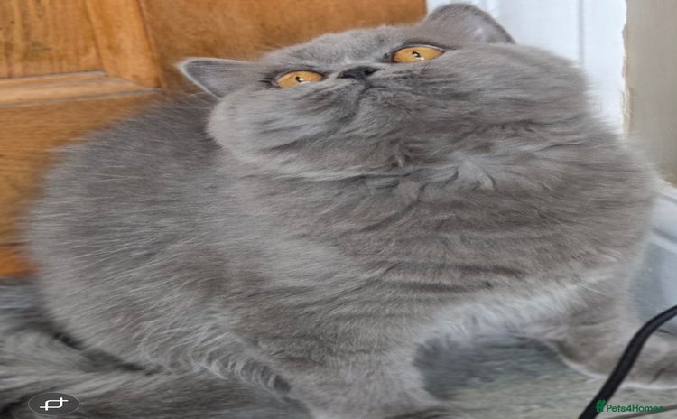British Shorthair cats - Advert 14