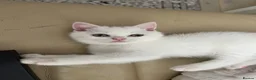 British Shorthair cats for sale: BSH LAST 1 Urgently needs a new home  - Advert 5