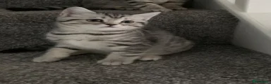 British Shorthair Kitten 3