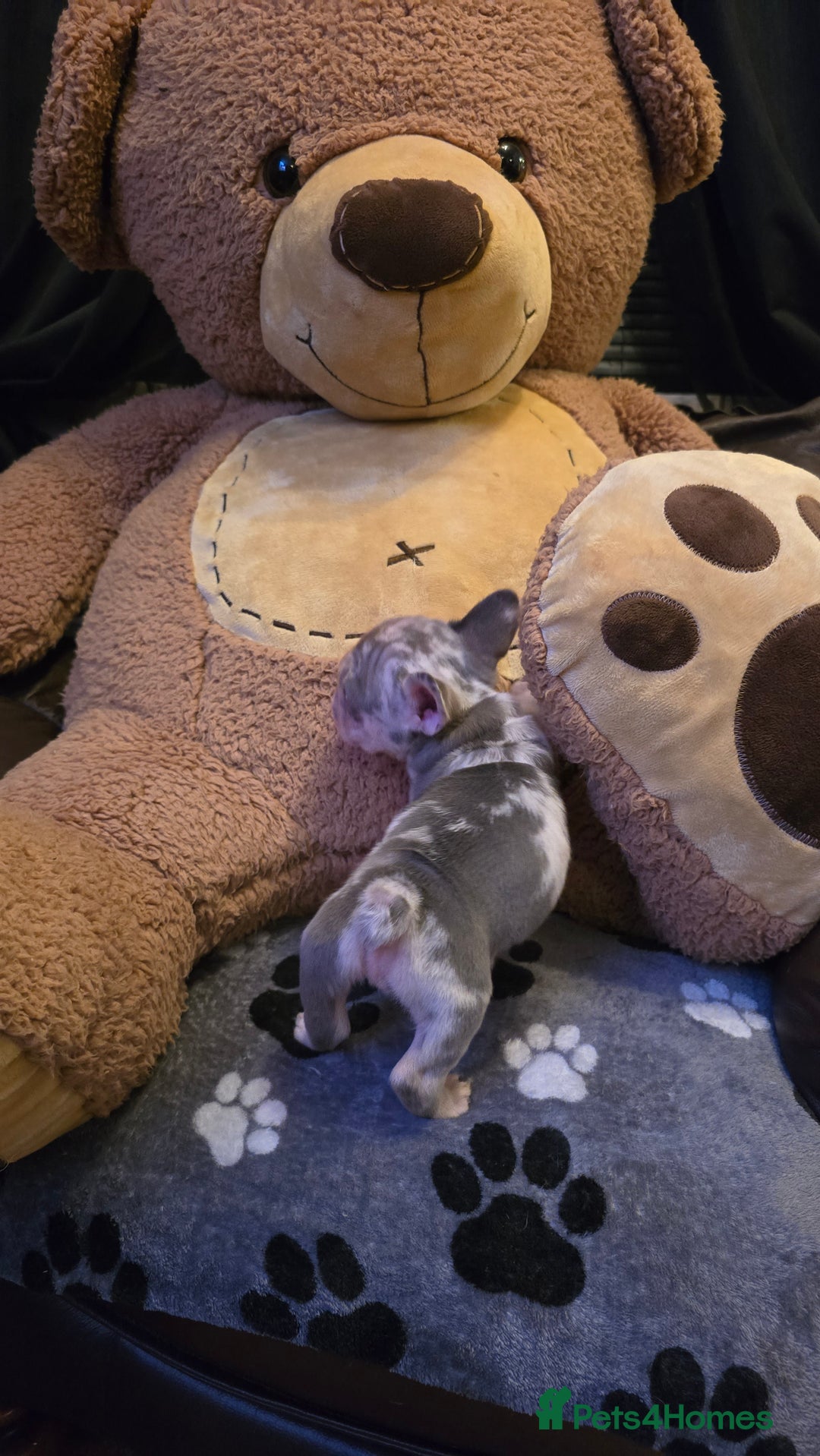 French Bulldog dogs for sale: FRENCH BULLDOG ** - Image 7