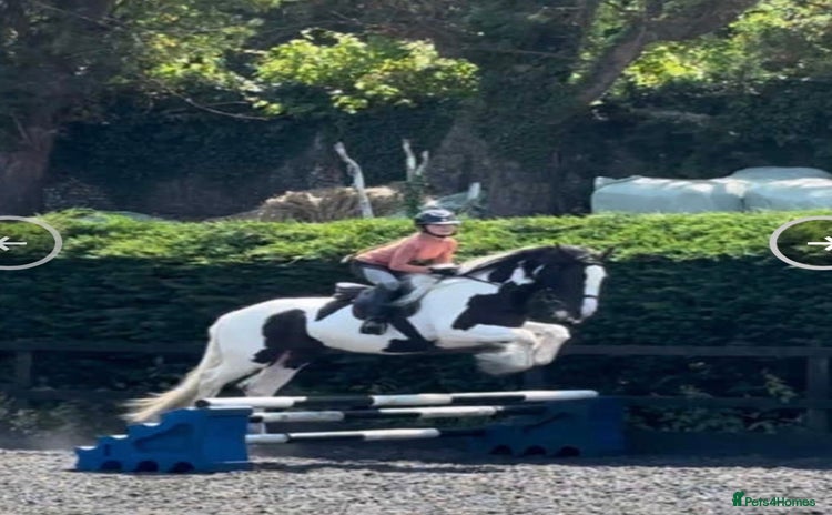 Irish Cob horses Stunning Piebald Cob Gelding 15hh/ recently backed - Advert 1