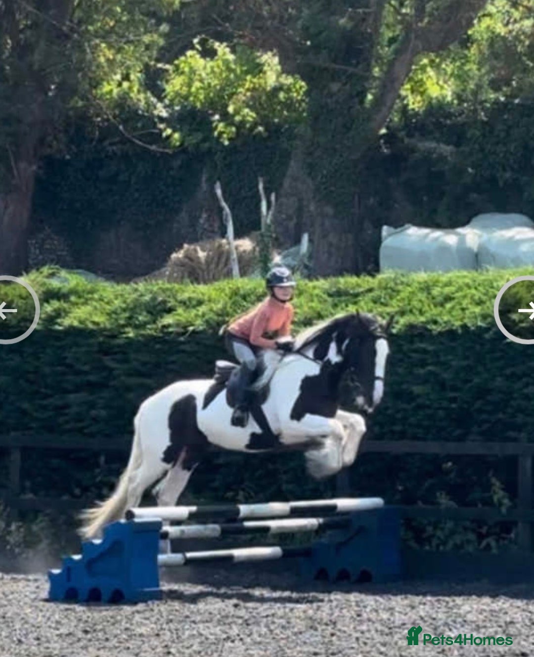 Irish Cob horses for sale: Stunning Piebald Cob Gelding 15hh/ recently backed - Advert 1