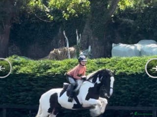 Irish Cob horses Stunning Piebald Cob Gelding 15hh/ recently backed - Advert 9