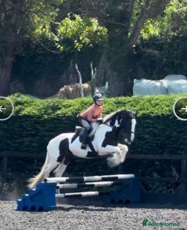 Irish Cob horses Stunning Piebald Cob Gelding 15hh/ recently backed - Advert 1