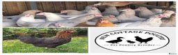 Chickens poultry for sale: Point of lay Olive, Blue & Dark Brown egg layers - Advert 1