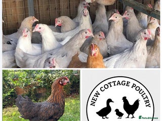 Chickens poultry Point of lay Olive, Blue & Dark Brown egg layers - Advert 16