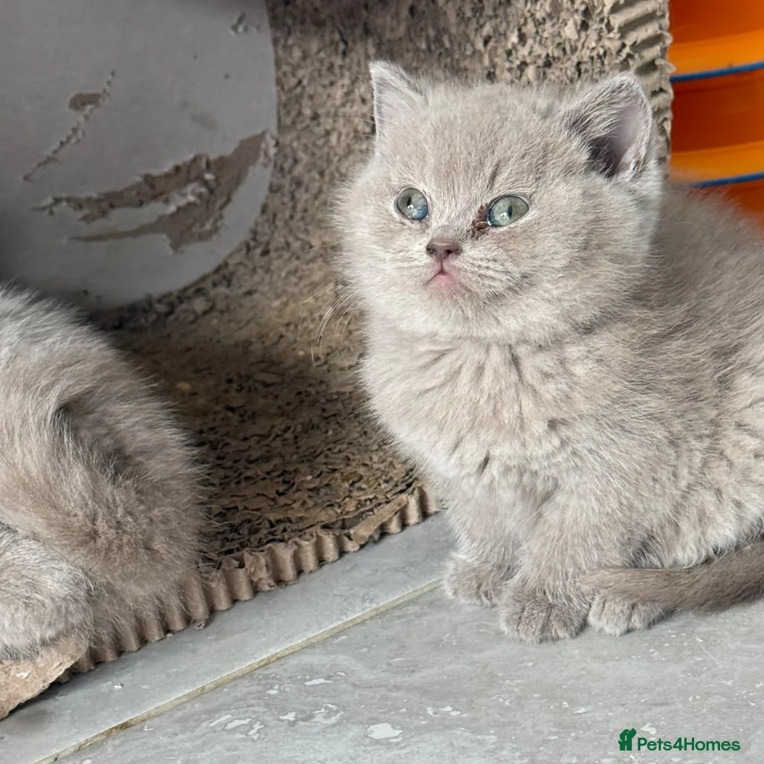 British Shorthair cats for sale: Beautiful lilac BSH GCCF - Advert 1