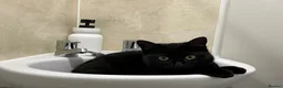 Mixed Breed cats for sale: Beautiful 2 Year Female Cat in Bridgend - Advert 3