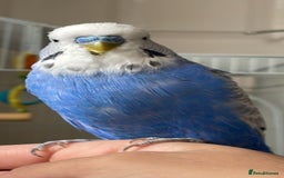 Budgerigars birds for sale: 2 Adult Budgies with Cage Male & Female - Image 3