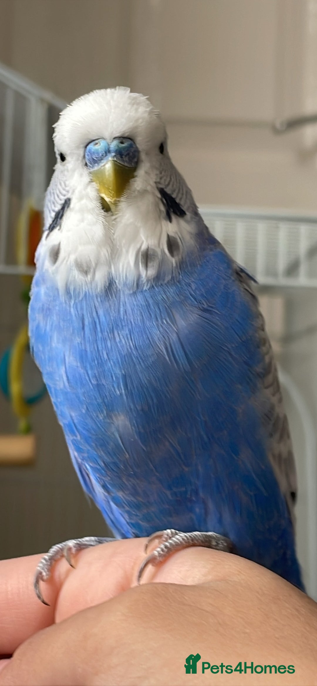 Budgerigars birds for sale: 2 Adult Budgies with Cage Male & Female - Image 3