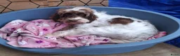 Cockapoo dogs for sale: ** Adorable Female Cockapoo** in Cannock - Advert 8