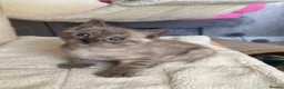 Bengal cats for sale: TICA registered Seal Solid Silver Mink Bengals - Advert 10