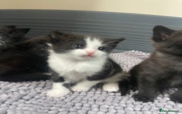 Mixed Breed cats for sale: Kittens - Image 4