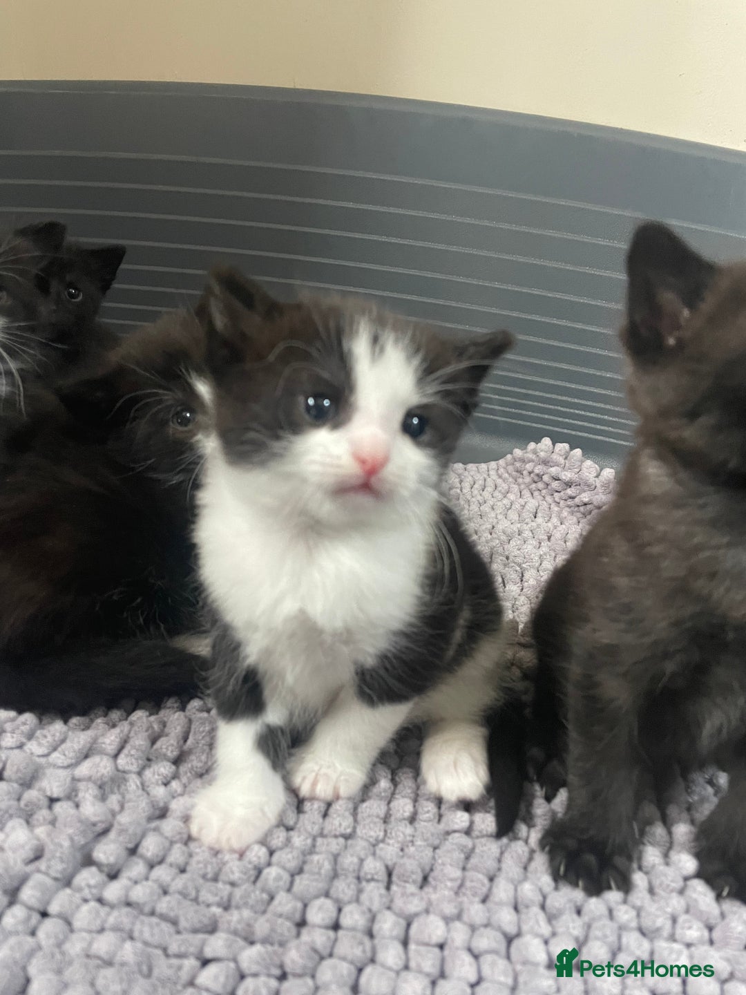 Mixed Breed cats for sale: Kittens - Image 4