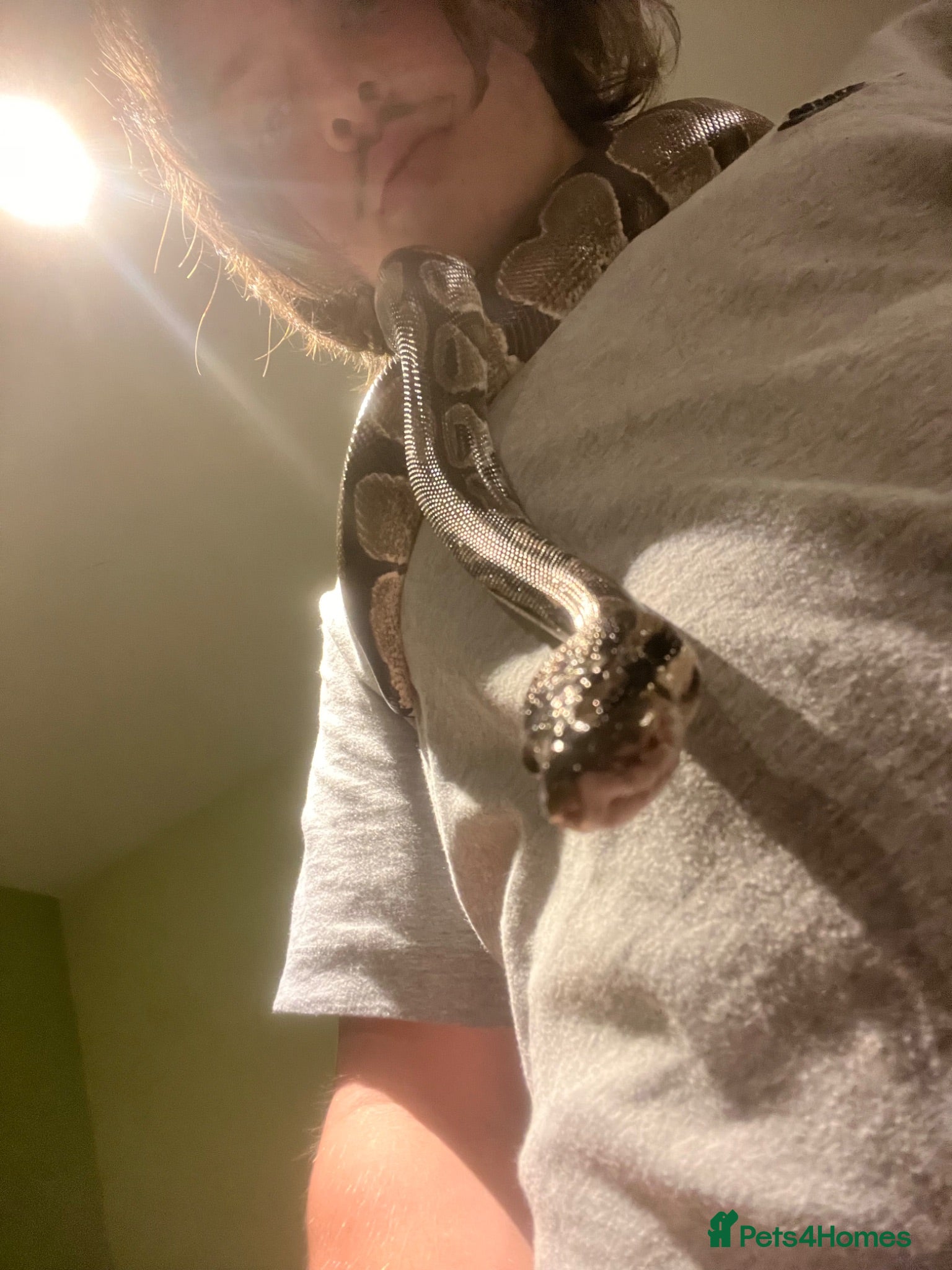 Python Snake reptiles Royal python with full setup - Advert 2