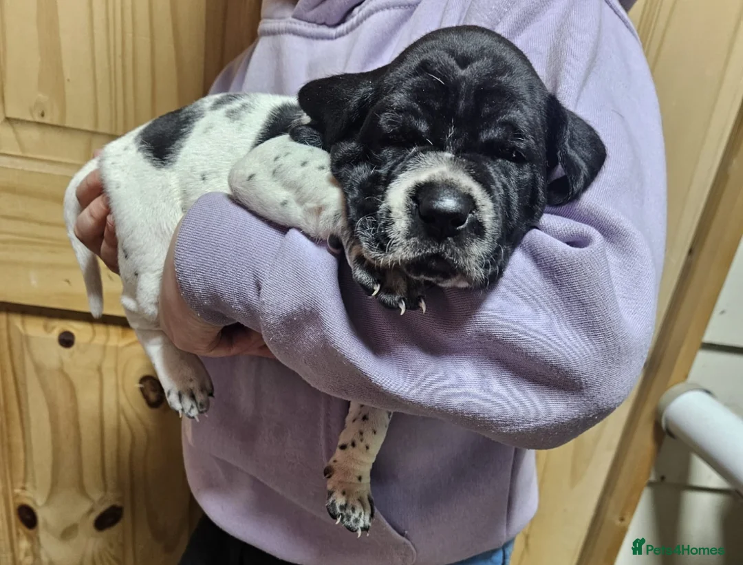 Pointer dogs for sale: English pointers - Advert 13