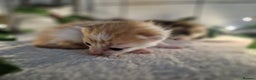 Mixed Breed cats for sale: 1 beautiful ginger&white kitten - Advert 12