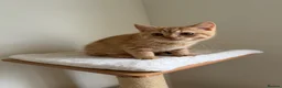 British Shorthair cats for sale: Last boy cute and playful TICA registered  - Advert 5