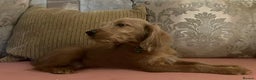 Labradoodle dogs for sale: Absolutely beautiful Labradoodles - Advert 14